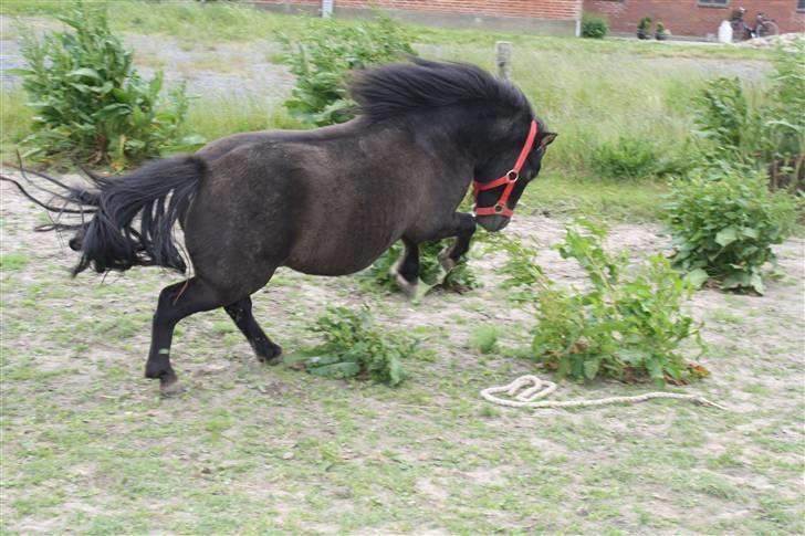 Shetlænder Gabbi *solgt* :'( - min lille vildpony:) billede 5