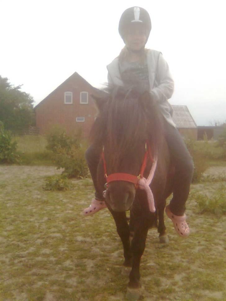 Shetlænder Gabbi *solgt* :'( - Min lillesøster og gabbi:) billede 6