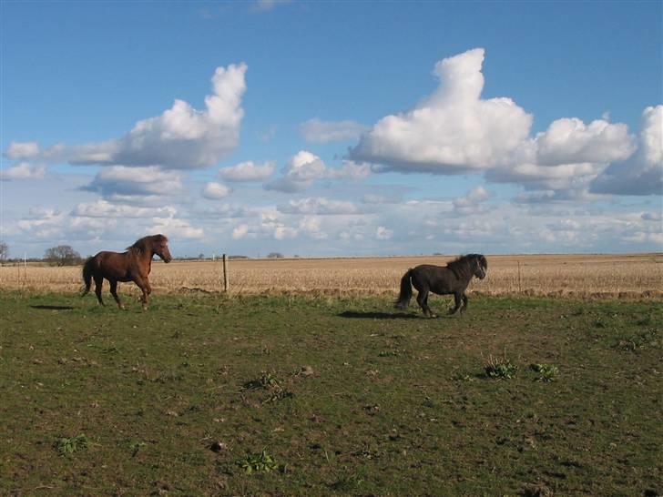 Shetlænder Gabbi *solgt* :'( - galop galop=) billede 7