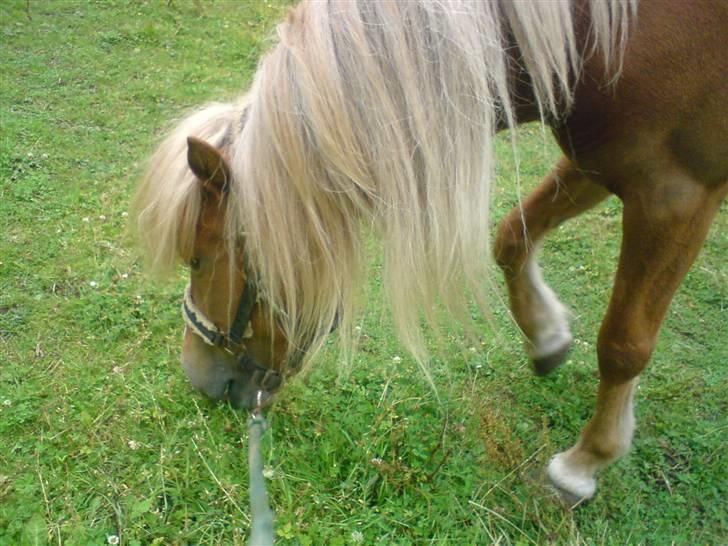 Islænder Hrísla fra Gerskov R.I.P. - Hrisla på marken. billede 2