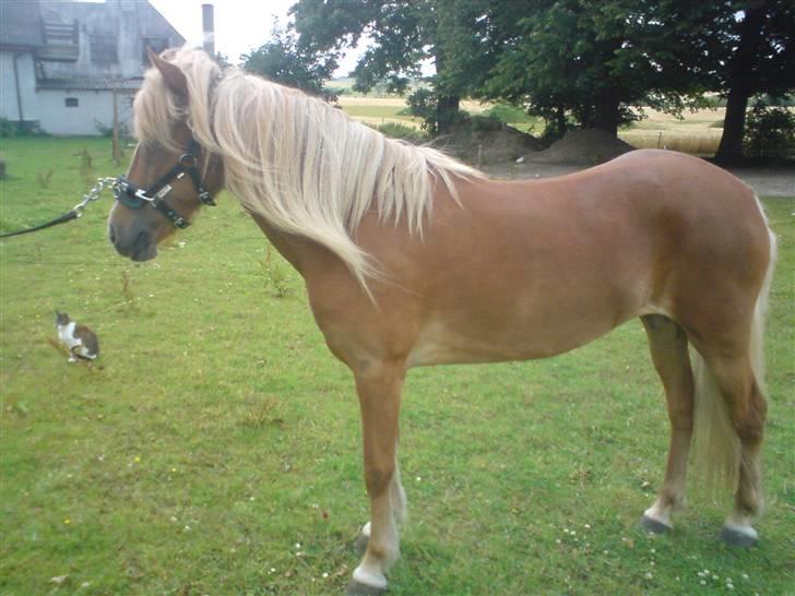 Islænder Hrísla fra Gerskov R.I.P. - Hrisla på marken. billede 3