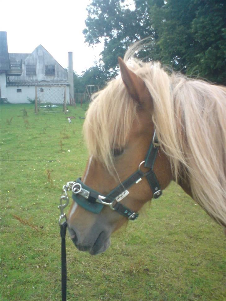 Islænder Hrísla fra Gerskov R.I.P. - Hrisla på marken. billede 1
