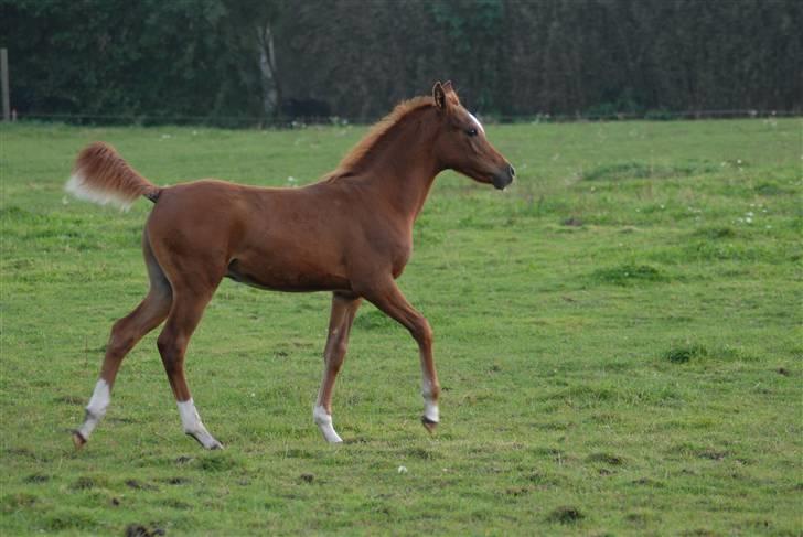 Arabisk fuldblod (OX) Mudafir ox - Mudafir - Foto: Betina Nielsen billede 3