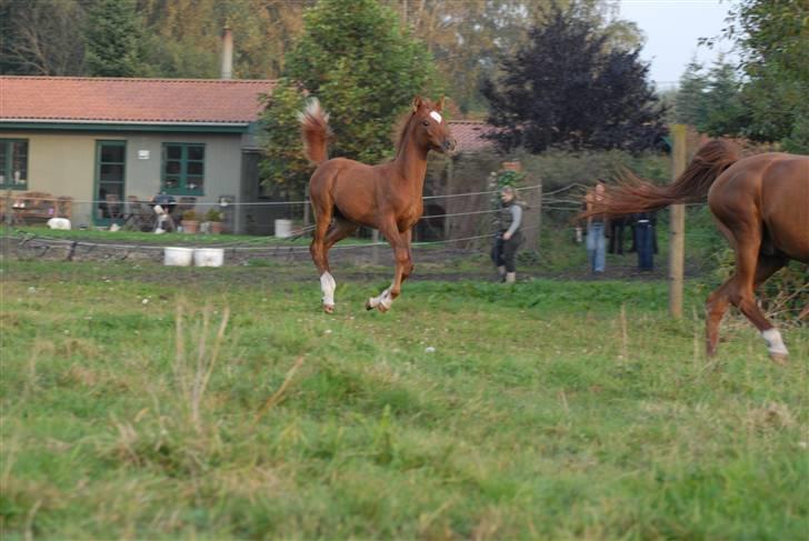 Arabisk fuldblod (OX) Mudafir ox - Mudafir - Foto: Betina Nielsen billede 4