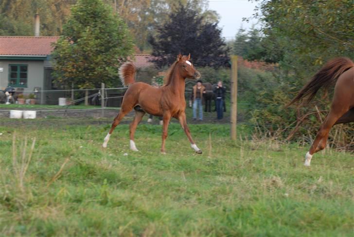 Arabisk fuldblod (OX) Mudafir ox - Mudafir - Foto: Betina Nielsen billede 5