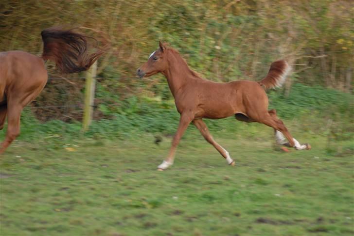 Arabisk fuldblod (OX) Mudafir ox - Mudafir - Foto: Betina Nielsen billede 6