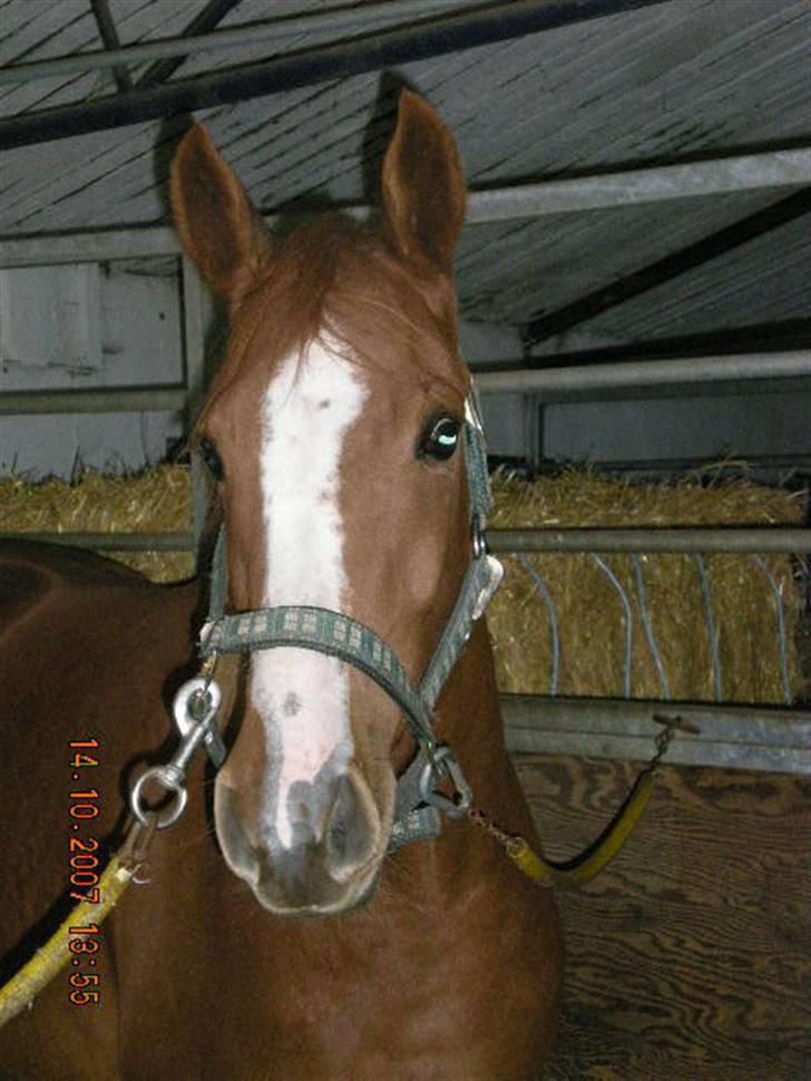 Welsh Partbred (Sec F) Zena - min lille zena er altid i rigtig godt humør billede 2