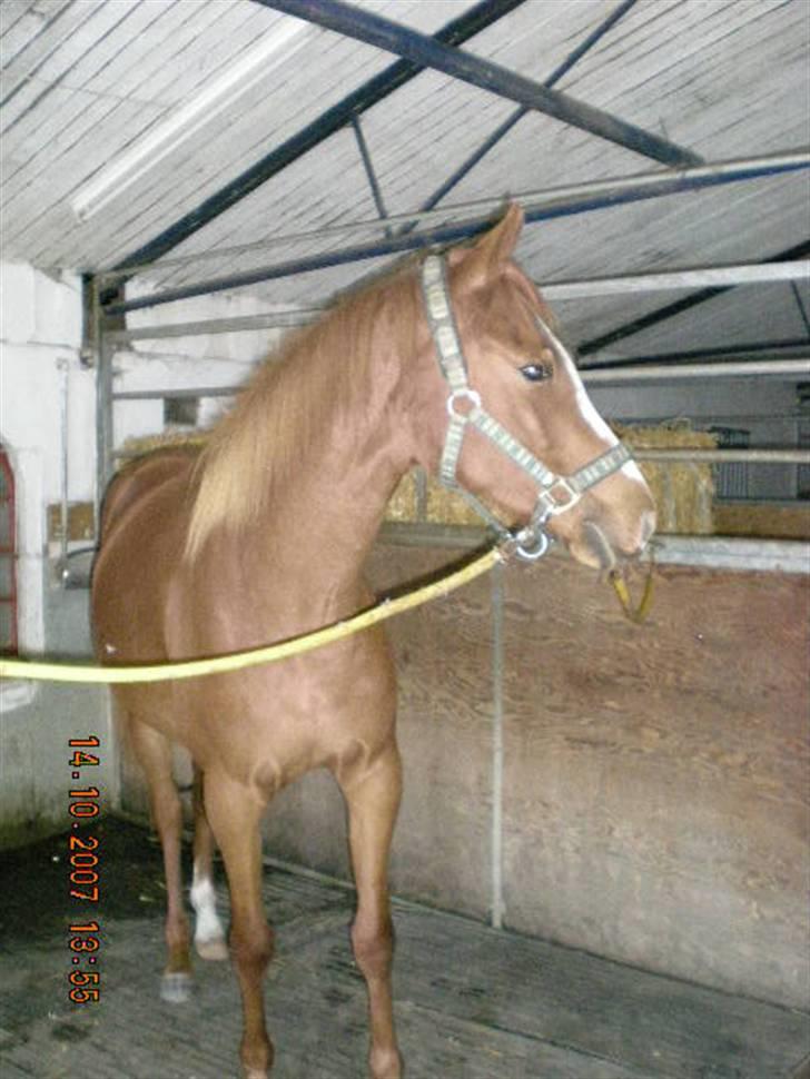 Welsh Partbred (Sec F) Zena - hov var det ikke lige mad vognen der kom forbi der....? billede 3