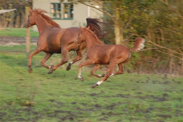 Arabisk fuldblod (OX) Mudafir ox - Mudafir og Bahia Bint Abhat - Foto: Betina Nielsen billede 7