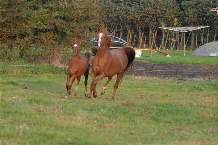Arabisk fuldblod (OX) Mudafir ox - Mudafir og Bahia Bint Abhat - Foto: Betina Nielsen billede 8