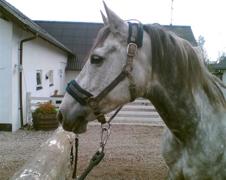 Anden særlig race máshiri †R.I.P† - 1# Smukke dig... billede 1