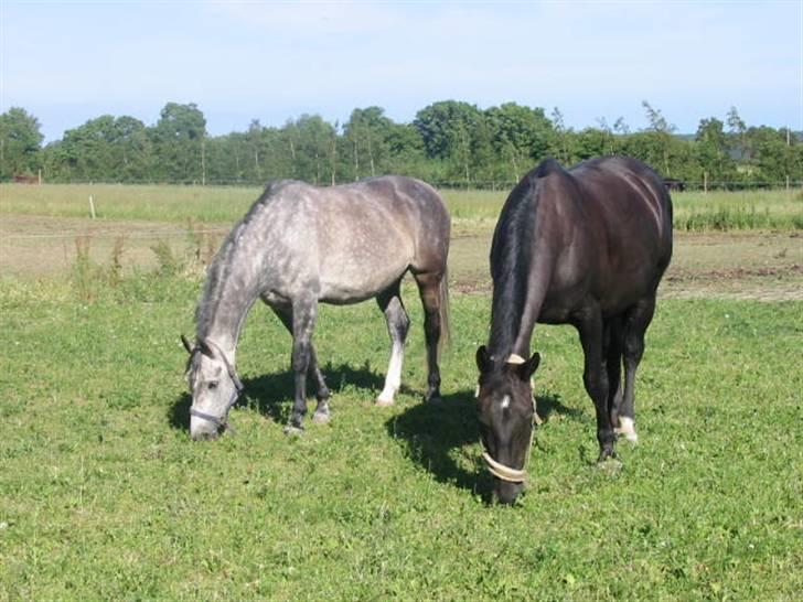 Anden særlig race máshiri †R.I.P† - 5# Máshiri og hendes bedste veninde Zorba billede 5