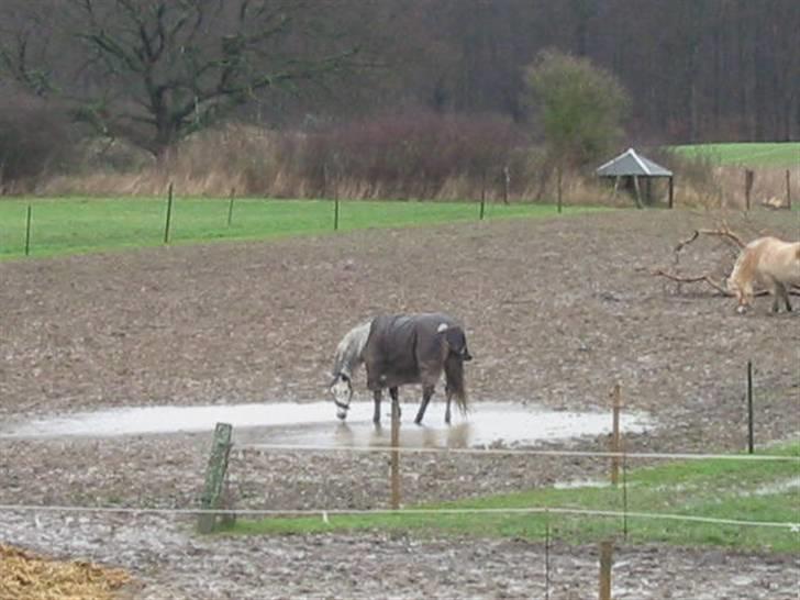 Anden særlig race máshiri †R.I.P† - 6# Den lidt dumme hest står i en vandpyt d. 21/1-07 billede 6