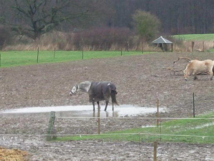 Anden særlig race máshiri †R.I.P† - 7# Igen i vandpytten d. 21/1-07 billede 7
