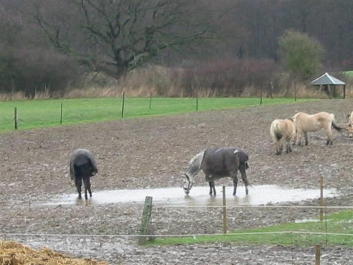 Anden særlig race máshiri †R.I.P† - 8# Máshiri og Zorba i vandpytten d. 21/1-07 billede 8