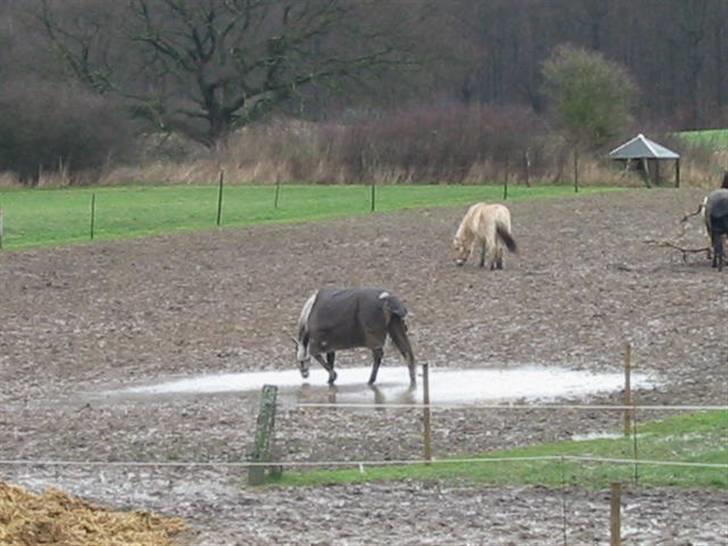 Anden særlig race máshiri †R.I.P† - 9# I vandpytten d. 21/1-07 billede 9