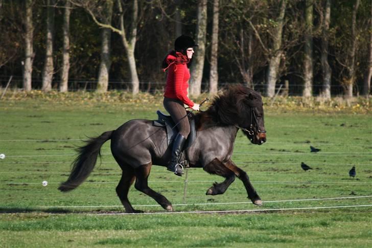 Islænder Björk fra Korshøje*solgt* - Galop :) billede 3