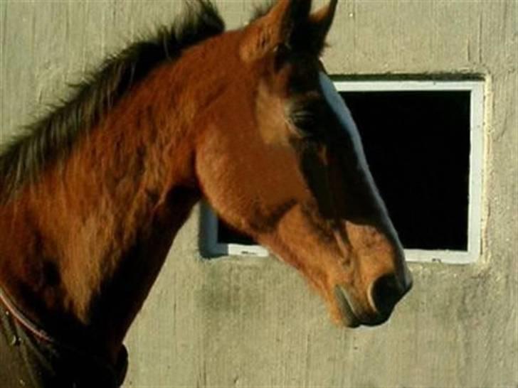 Dansk Varmblod Tequila ~SOLGT~R.I.P billede 1