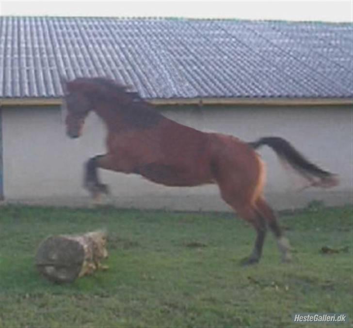 Dansk Varmblod Tequila ~SOLGT~R.I.P billede 2