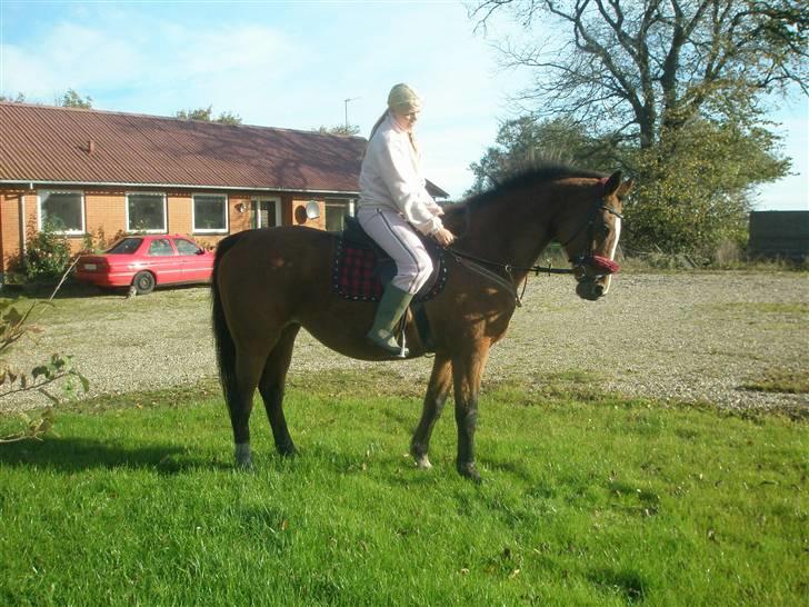 Dansk Varmblod Tequila ~SOLGT~R.I.P - Mig på min hest  billede 3