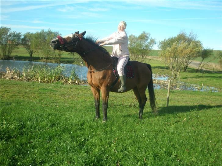 Dansk Varmblod Tequila ~SOLGT~R.I.P - Skal lige strække min hals moar =o) billede 4