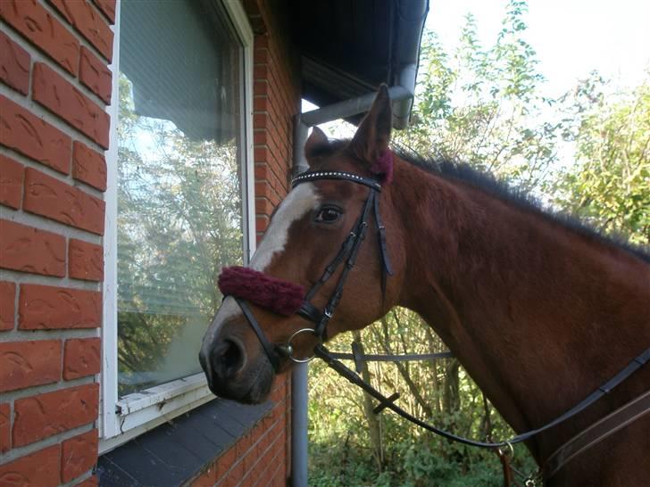 Dansk Varmblod Tequila ~SOLGT~R.I.P - Ups...Må jeg ikk det mor, men der sidder en derinde =o) billede 5