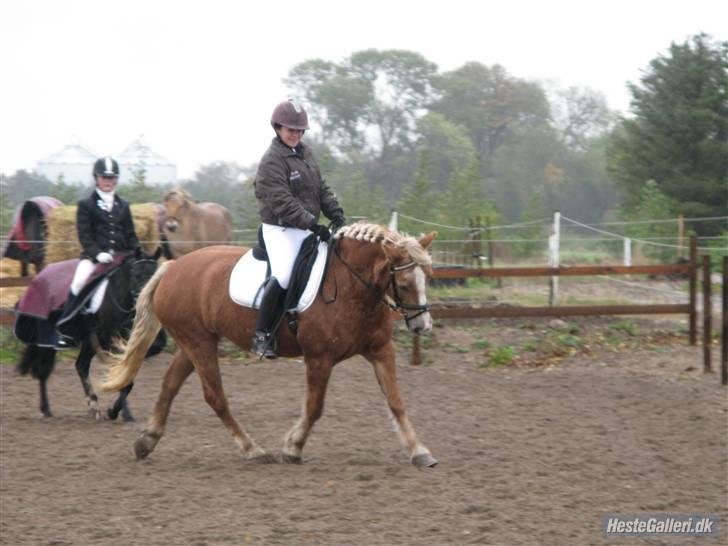 Haflinger Resi Kastanjegård - opvarmning 08 billede 16