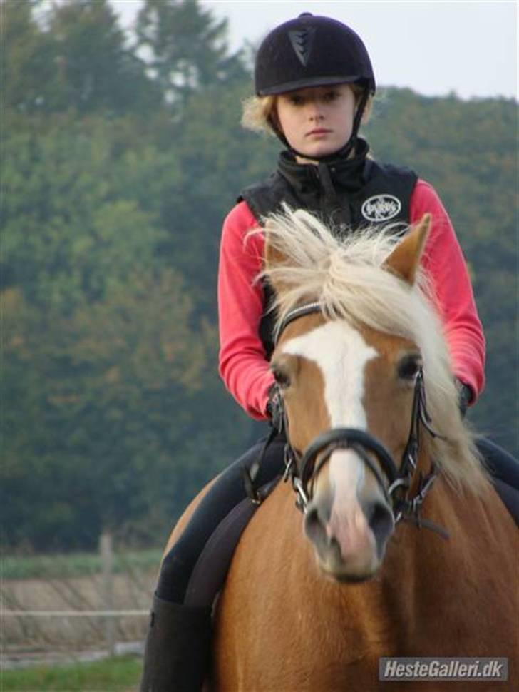 Haflinger Skovfryds mary - Smid gerne en Bedømmelse og en komentar :P  Mig på Mary <3  billede 1