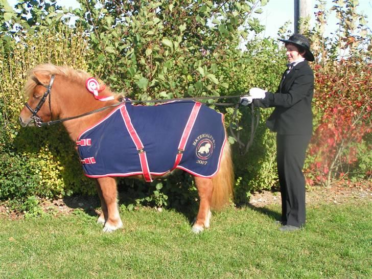 Shetlænder Thorshøjs Menja - vinder af matrialprøven 2007 for hopper og vallaker billede 8