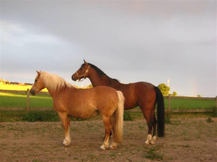 Haflinger Skovfryds mary - gårdens Model par :P billede 4