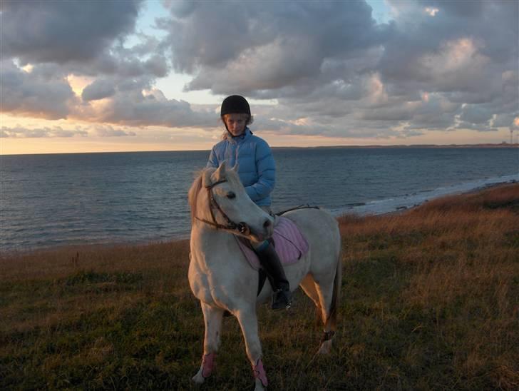 Welsh Mountain (sec A) Katja <3 - På tur. billede 8