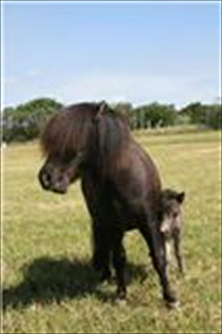 Shetlænder Gabbi *solgt* :'( - gabbi med hendes lille hingsteføl, Thor :D billede 8