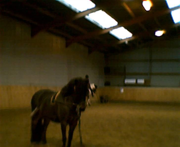 Dartmoor Stjerne (red engang) - Her er Stjerne igen!! billede 9