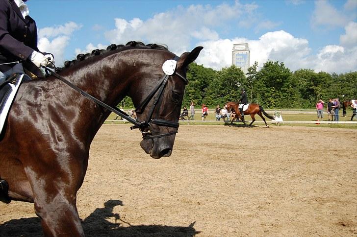 Dansk Varmblod Højgårds Delina - Sadelkåring i Sdr. Hygum d. 25/6-10. Foto: Trine Hobel. billede 15