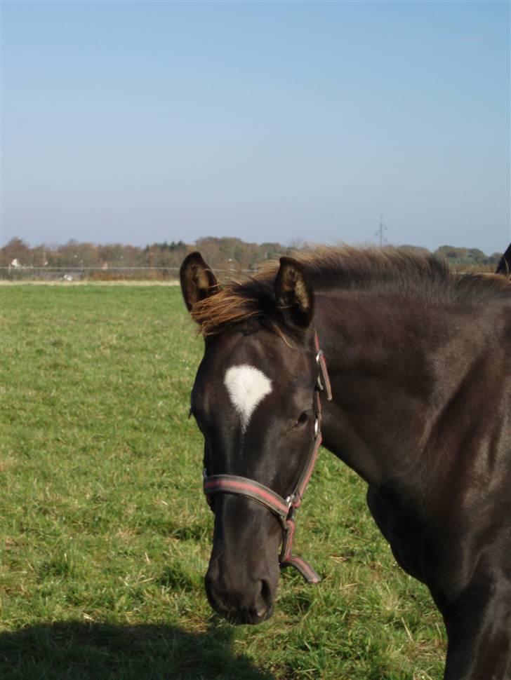 Dansk Varmblod Højgårds Delina billede 16