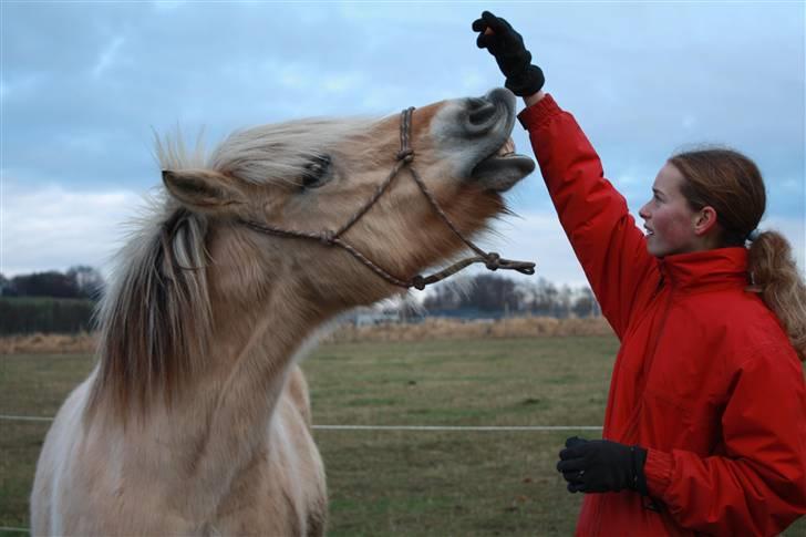 Fjordhest Mulle (SAVNET) - *3* Smile <3 billede 3