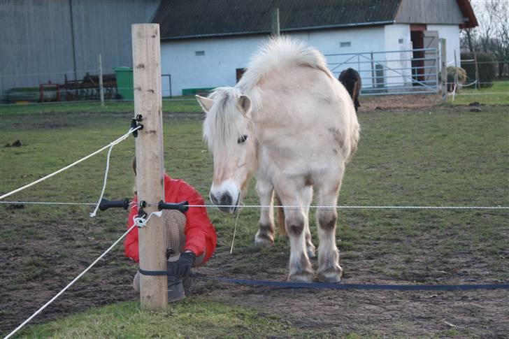 Fjordhest Mulle (SAVNET) - *4* Han skal bare være med til alt !<3 billede 4