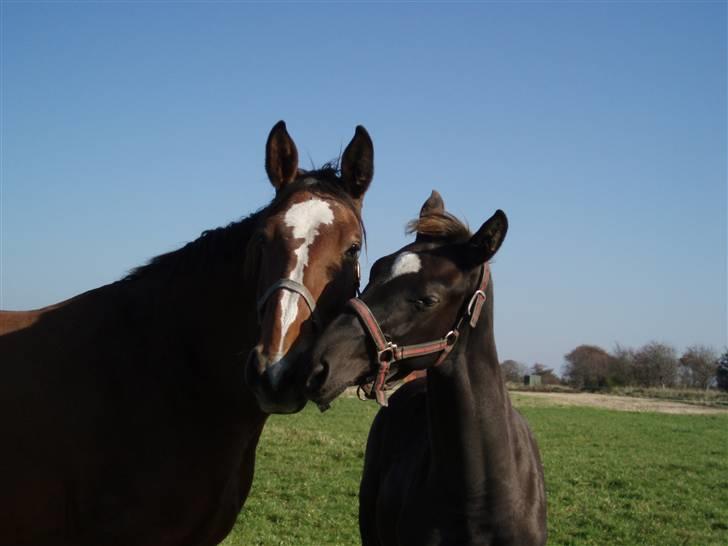 Dansk Varmblod Højgårds Delina billede 18