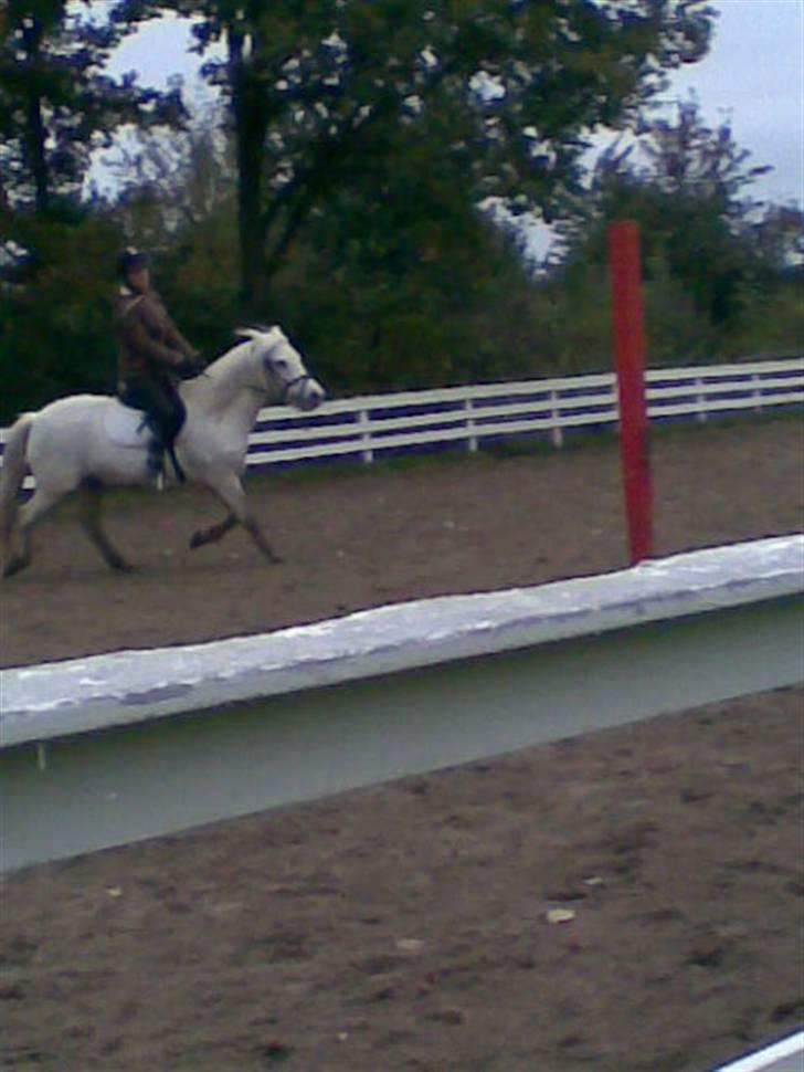 Anden særlig race Lurifax Gl. part - Skrådt igennem billede 2