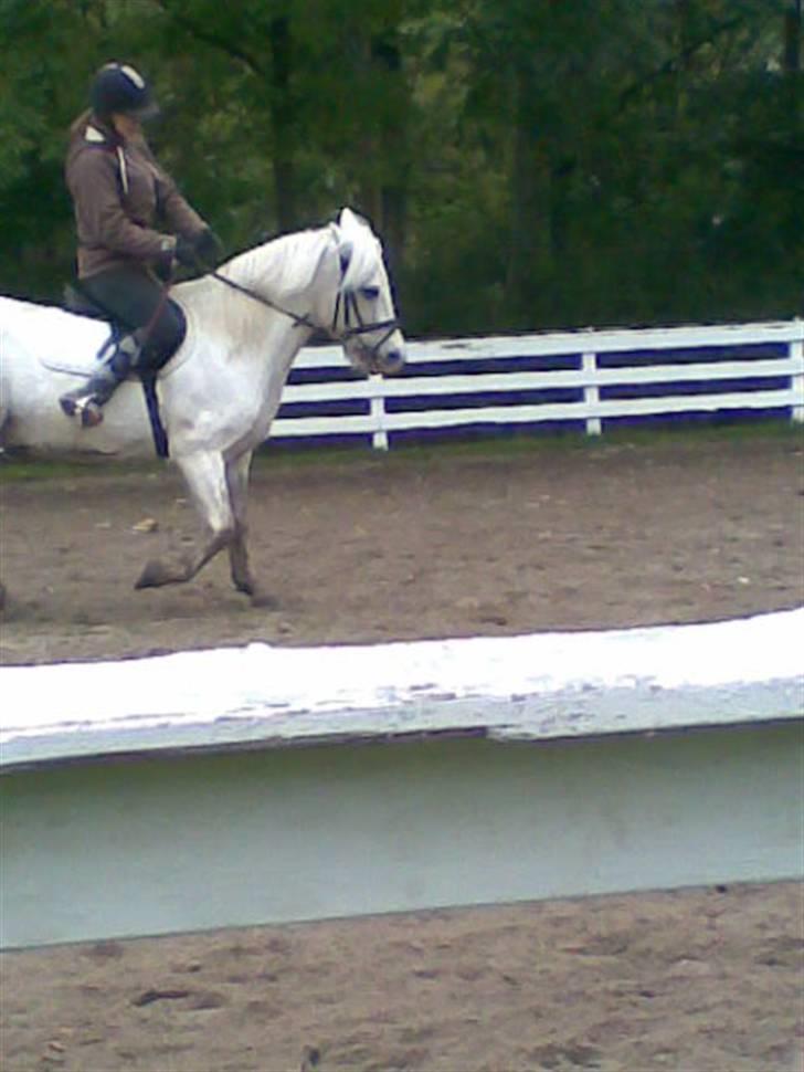 Anden særlig race Lurifax Gl. part - Schenkelvigning billede 3