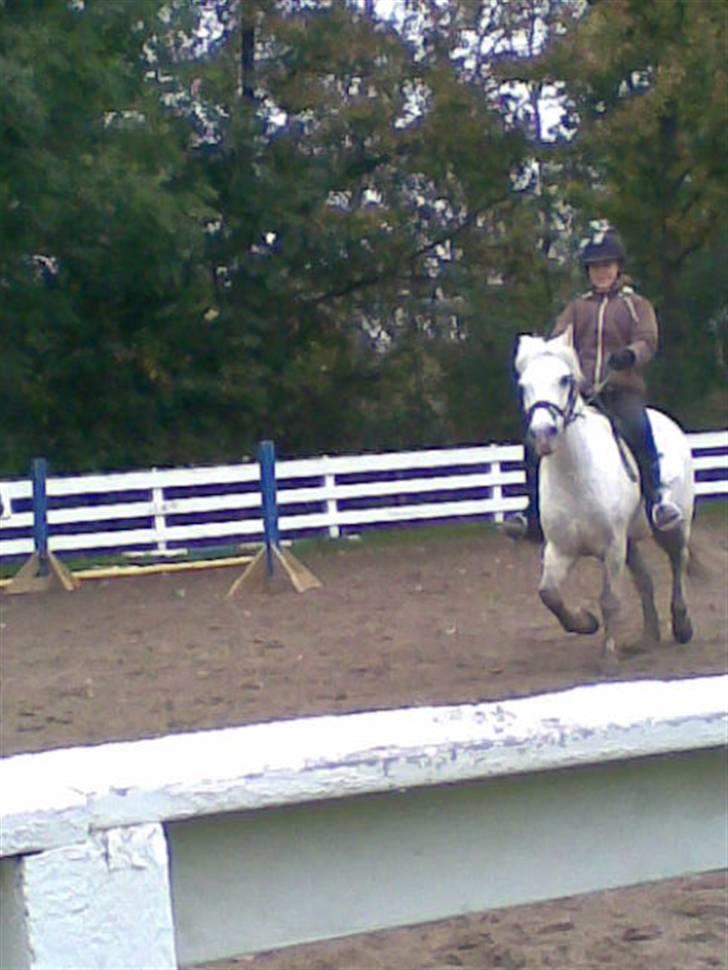 Anden særlig race Lurifax Gl. part - Er du blevet islænder Lurifax? billede 4