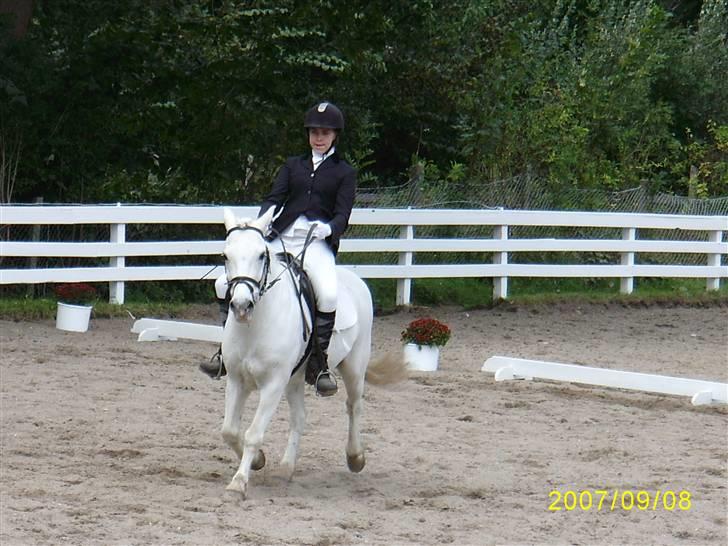 Anden særlig race Lurifax Gl. part - Halv volte- skrådt igennem LB1 billede 8