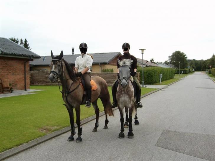 Sportsaraber (A) solgt :/   Shaki billede 11