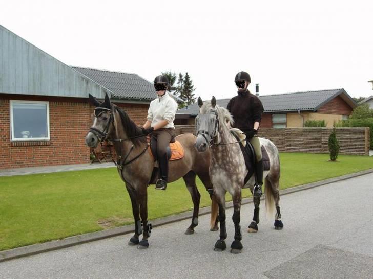 Sportsaraber (A) solgt :/   Shaki billede 12