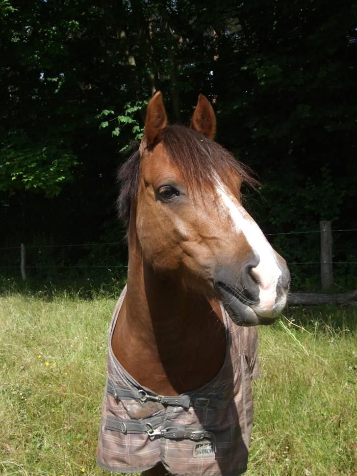 New Forest Boytano ~ Aflivet - Sidste dag med bassen - på græs juni 09.. billede 10