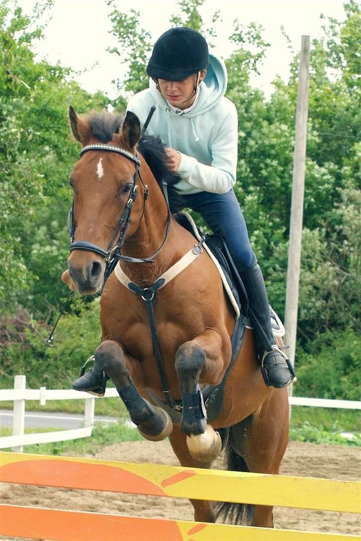 New Forest Urbie boy billede 15