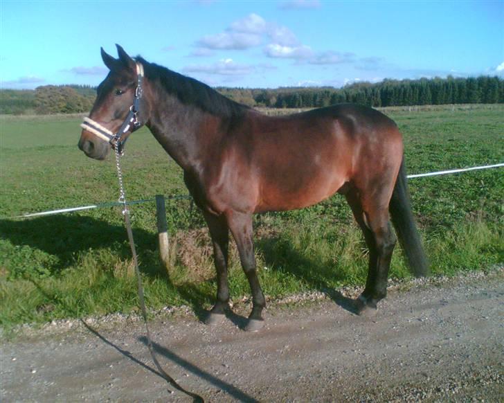 New Forest Elmholts Corso - Har lånt - Corso :) billede 6