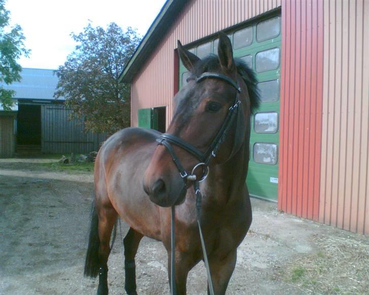New Forest Elmholts Corso - Har lånt - Corso :) billede 11