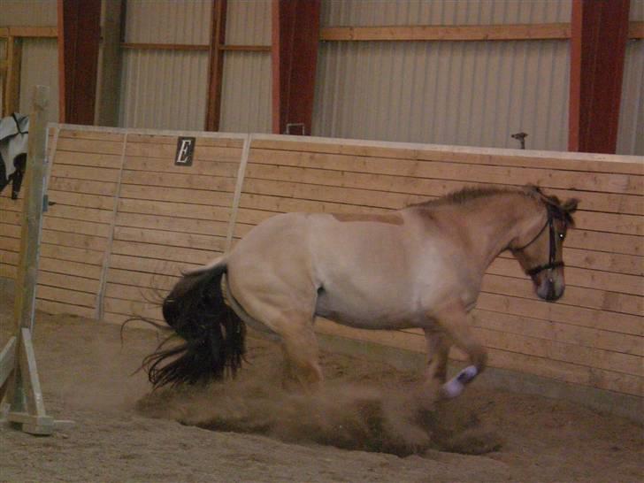Oldenborg /Fjordhest - Vejlbygård's Yasmin-solgt- - 10-02-2008: rodeohest.. :) hyper Yasmin der laver vendninger der ligner "slide stop" billede 7