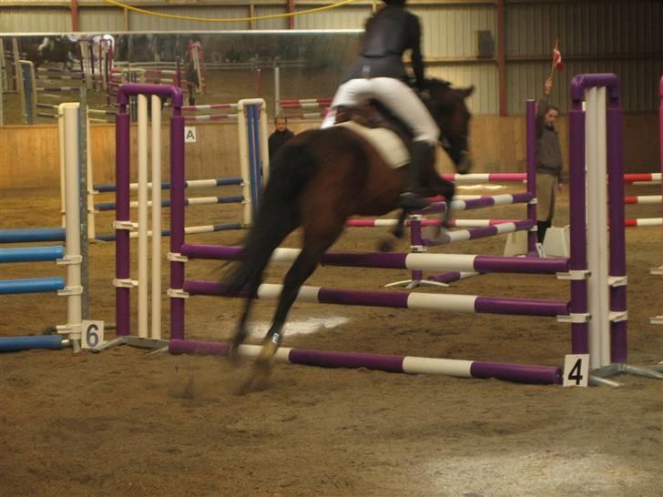 New Forest Moonlight (gammel part) billede 4